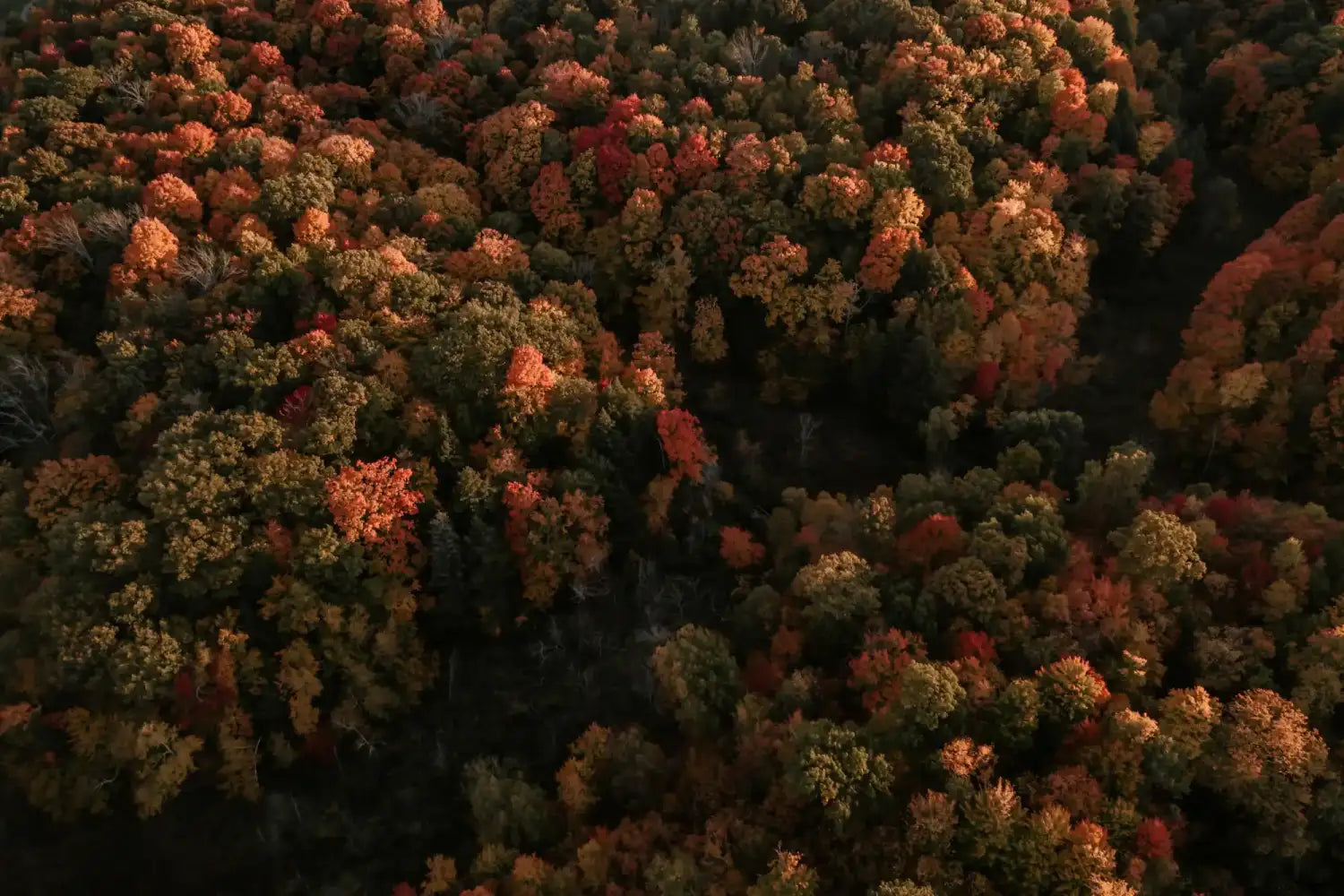 An aerial view of a forest with trees displaying vibrant autumn foliage.