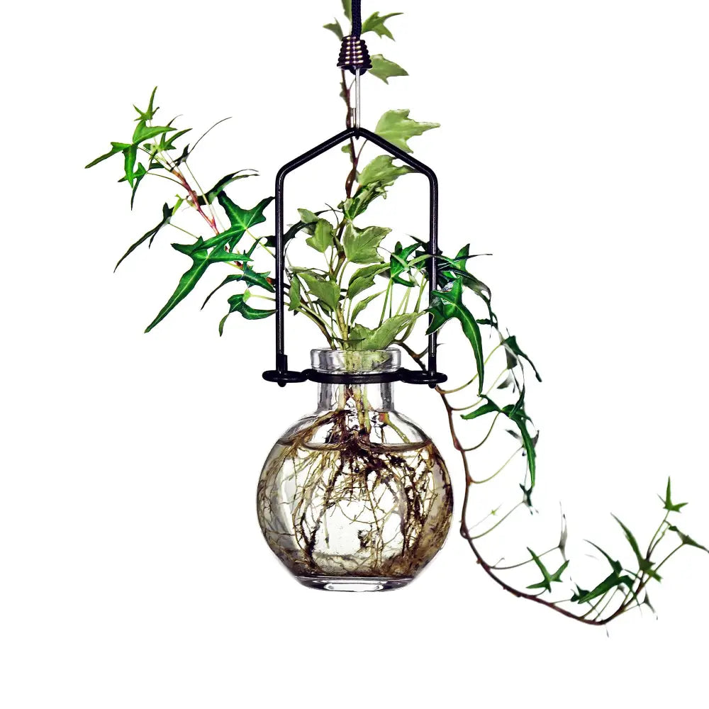 Hanging rooter glass vase with live plant and visible roots in water