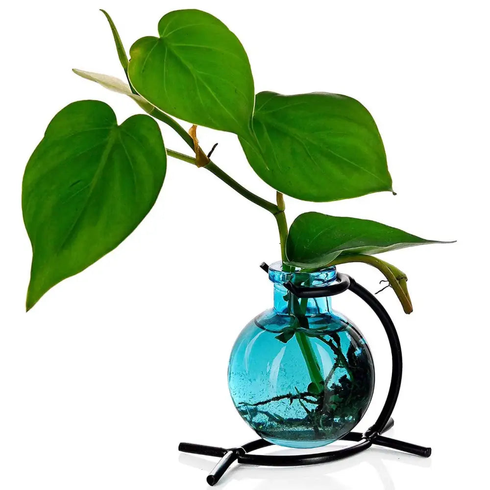 Recycled glass mini vase with philodendron cutting and roots in black metal stand