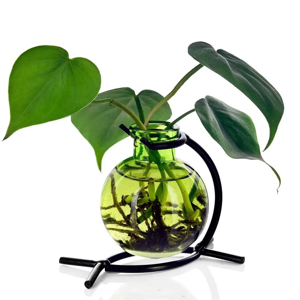 Green recycled glass mini vase with black metal stand holding plant cutting with roots