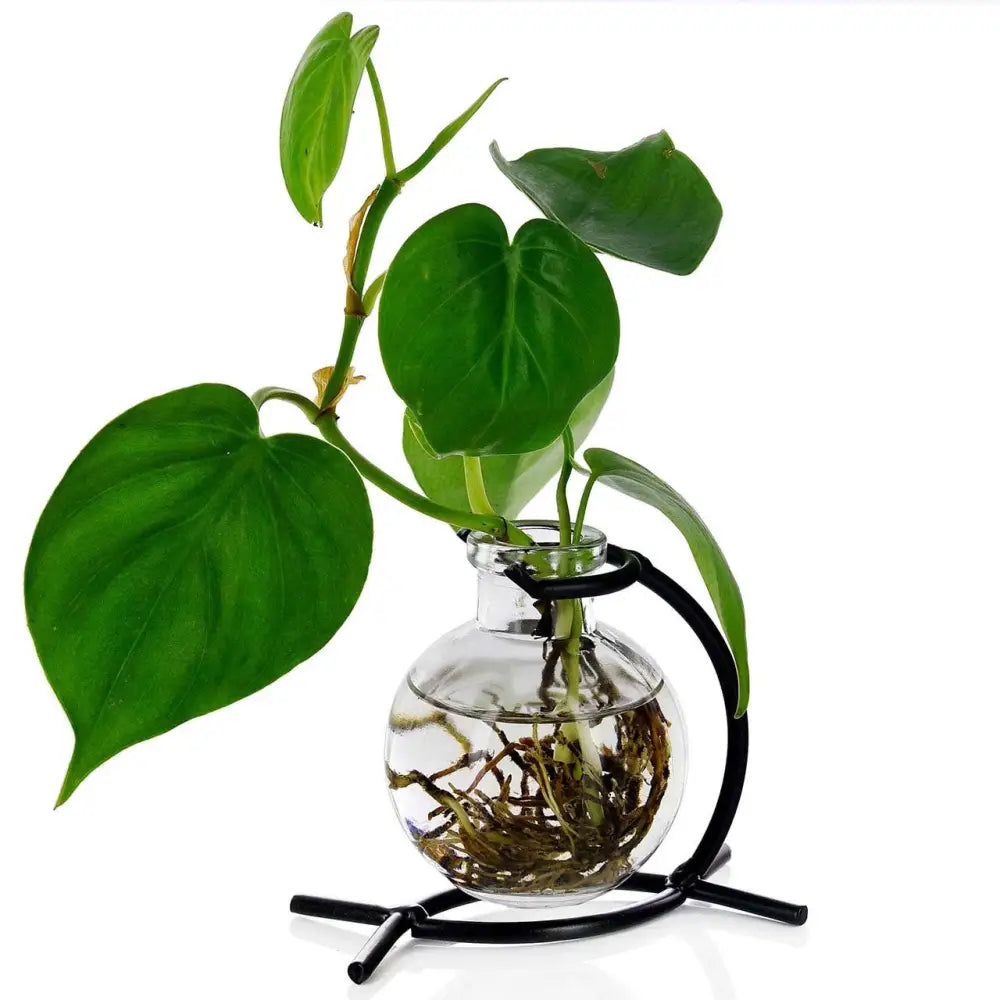 Heartleaf philodendron in a recycled glass mini vase with black metal stand