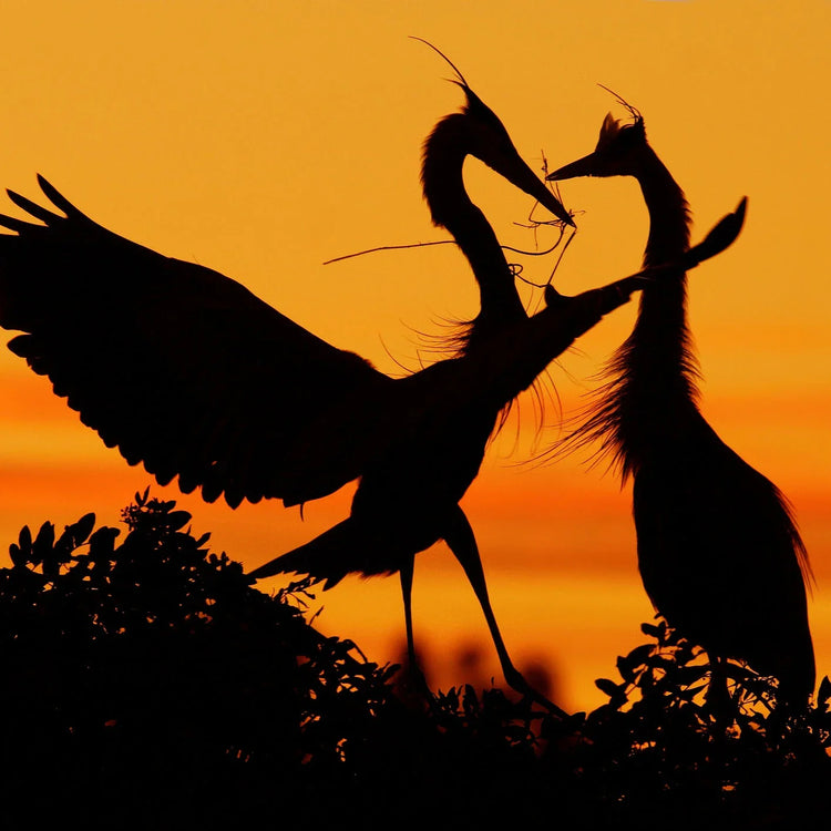 Silhouettes of two Herons sharing nesting material at sunset in Rookery Home Clearance