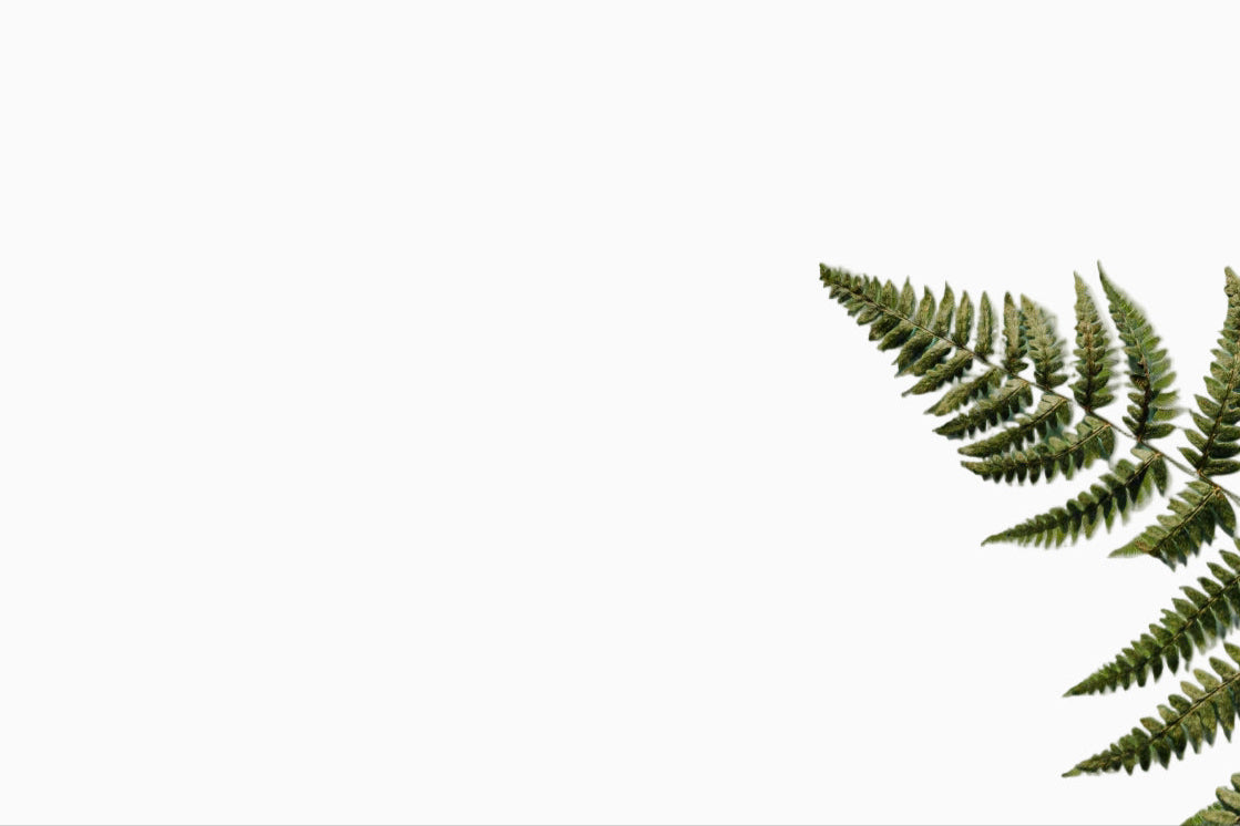 Fern leaf on a light blue background