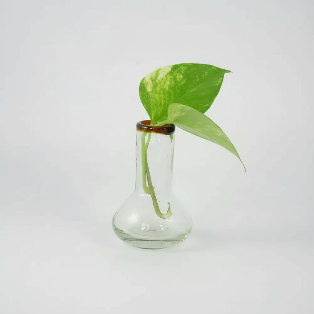 Clear handblown bulb vase with amber rim holding green leaf stem