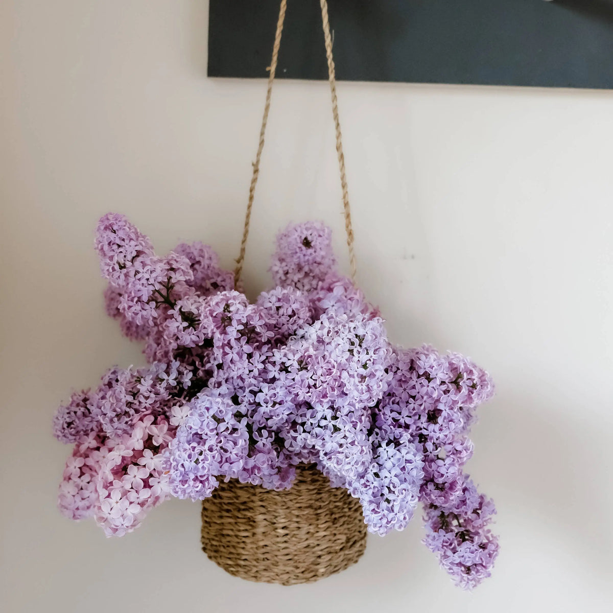 Hanging Seagrass Basket with Handmade Woven Design Overflowing with Purple Lilac Flowers