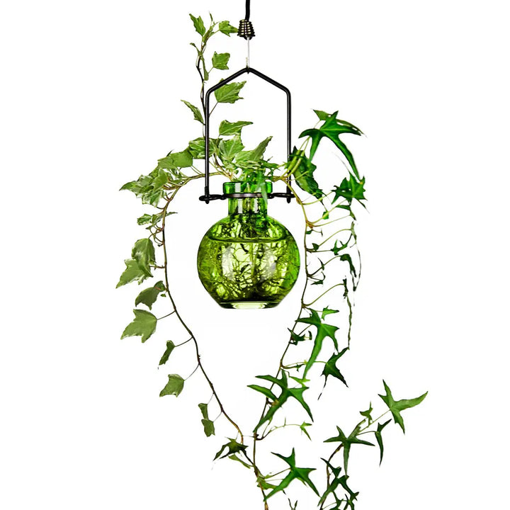 Green hanging small ball glass vase with ivy vines for plant propagation