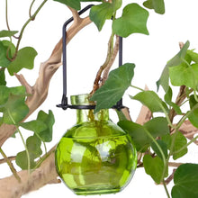 Hanging Small Ball Recycled Glass Rooting Vase Lime with ivy and wood branches
