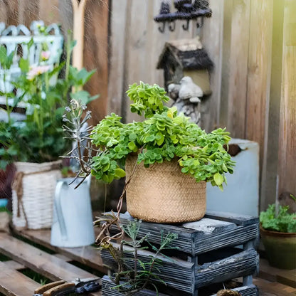 Lush succulent in Plant Lovers Nest curated set propagation vase basket