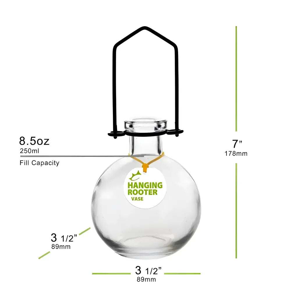 Clear glass hanging rooter vase in Plant Lovers Nest curated set propagation