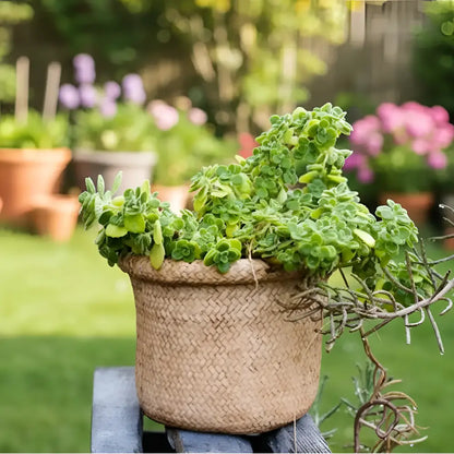 Woven beige basket in Plant Lovers Nest curated set propagation with lush green succulents