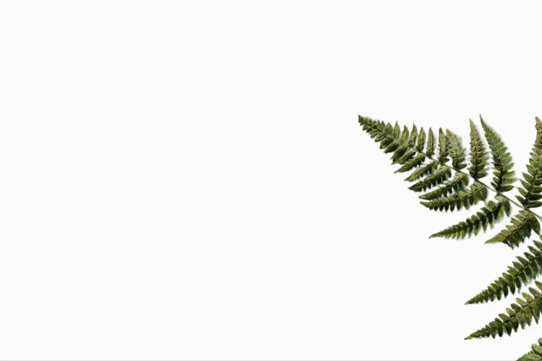 Fern leaf on a light blue background