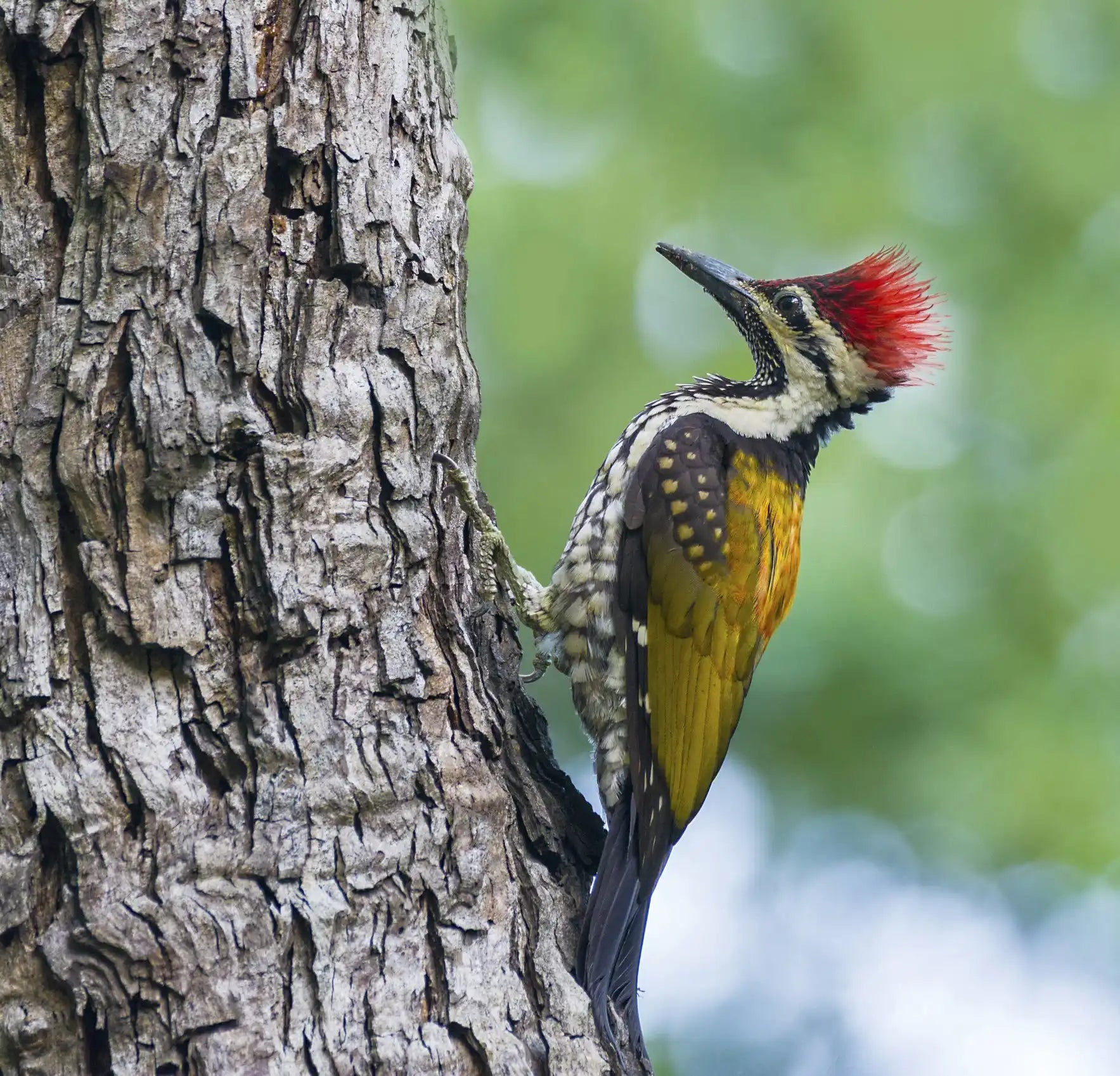 A vibrant woodpecker with a red crest and spotted plumage.