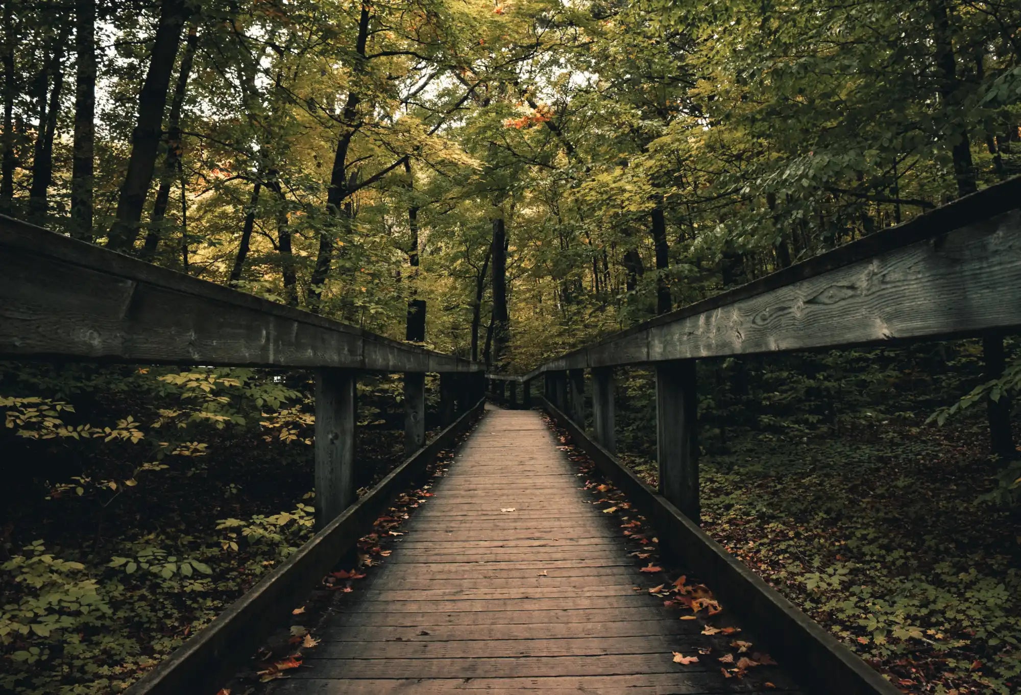 A wooden boardwalk with railings winding through a forest.